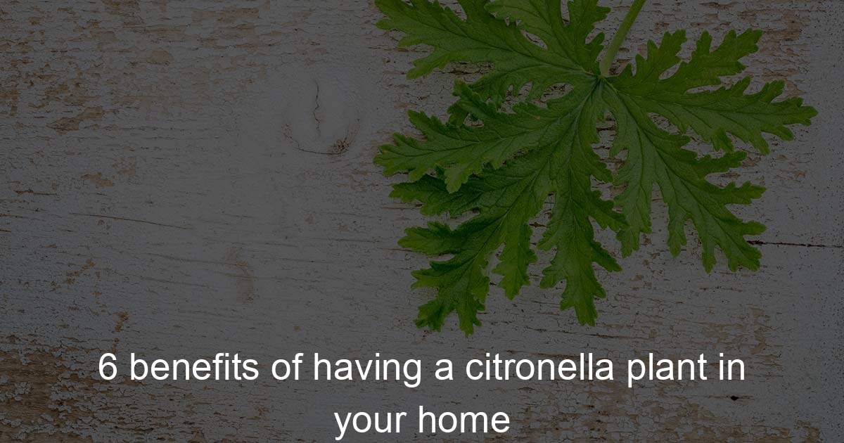 How to Maximize the Benefits of Citronella Plant in Your Garden: A Complete Guide