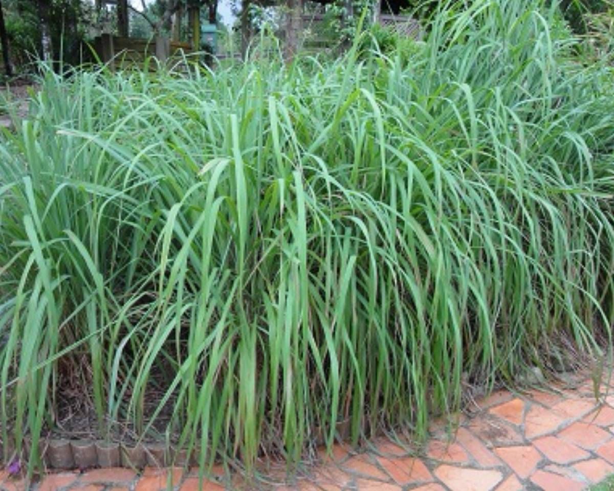 How to Maximize the Benefits of Citronella Plant in Your Garden: A Complete Guide