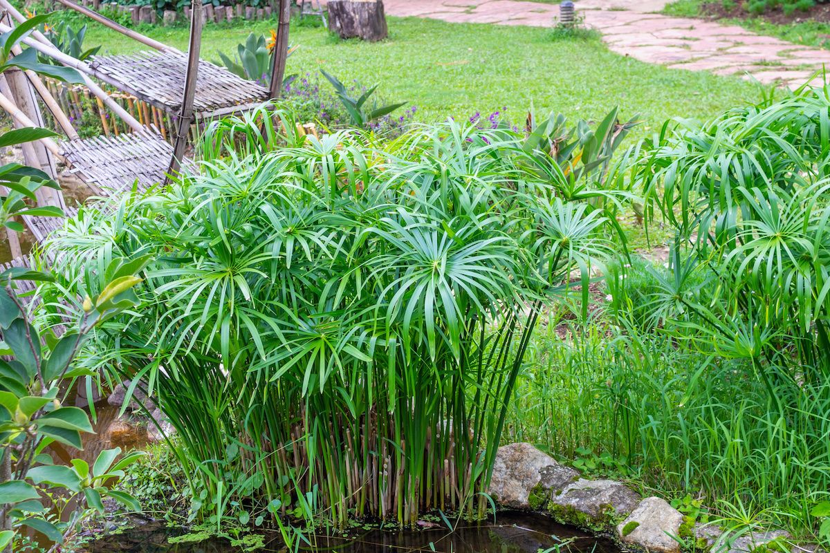 Papyrus Plants: An Exotic Garden Addition