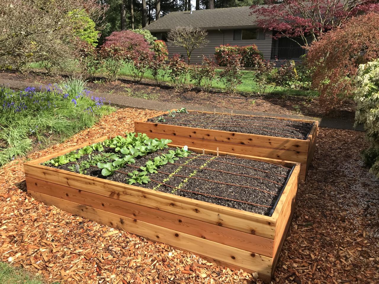 Why Some Vegetables Dont Thrive in Raised Beds