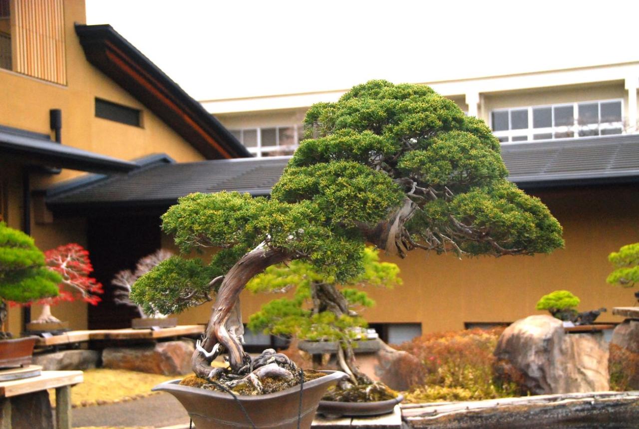 Best Practices For Pruning A Juniper Bonsai