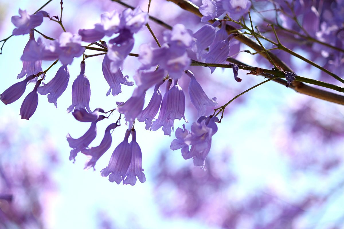 The Complete Guide to Jacaranda Tree Care: Tips for Thriving and Gorgeous Blooms