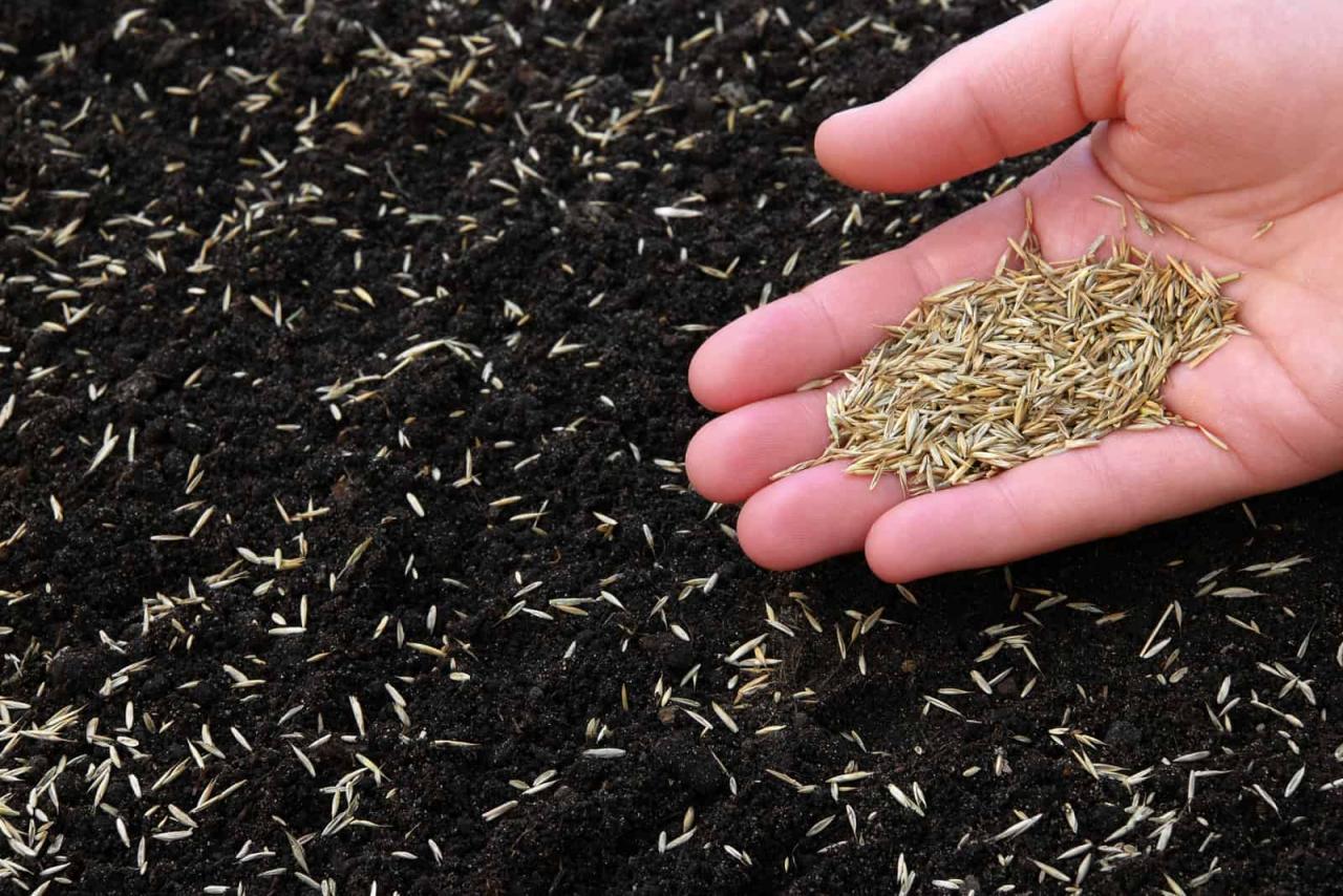 When Is the Best Time to Sow Grass Seed? Discover Optimal Seasons for Lush Lawns