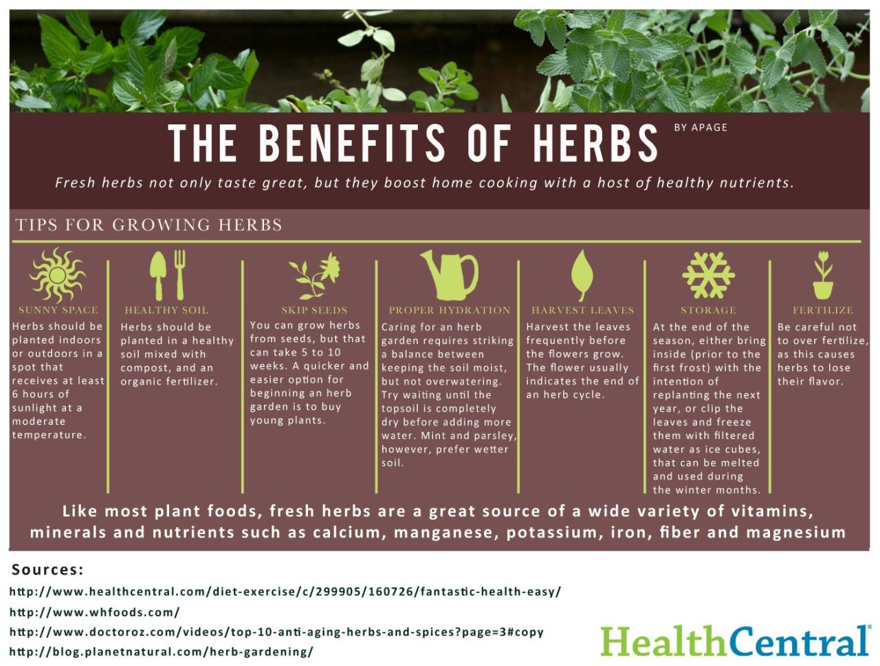 Biota Herb Benefits You Didn’t Know Existed!