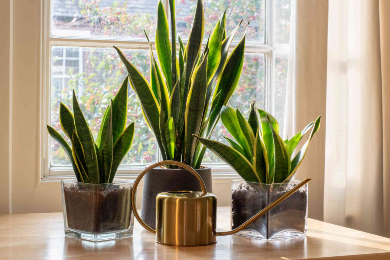 How to Properly Water Your Snake Plant