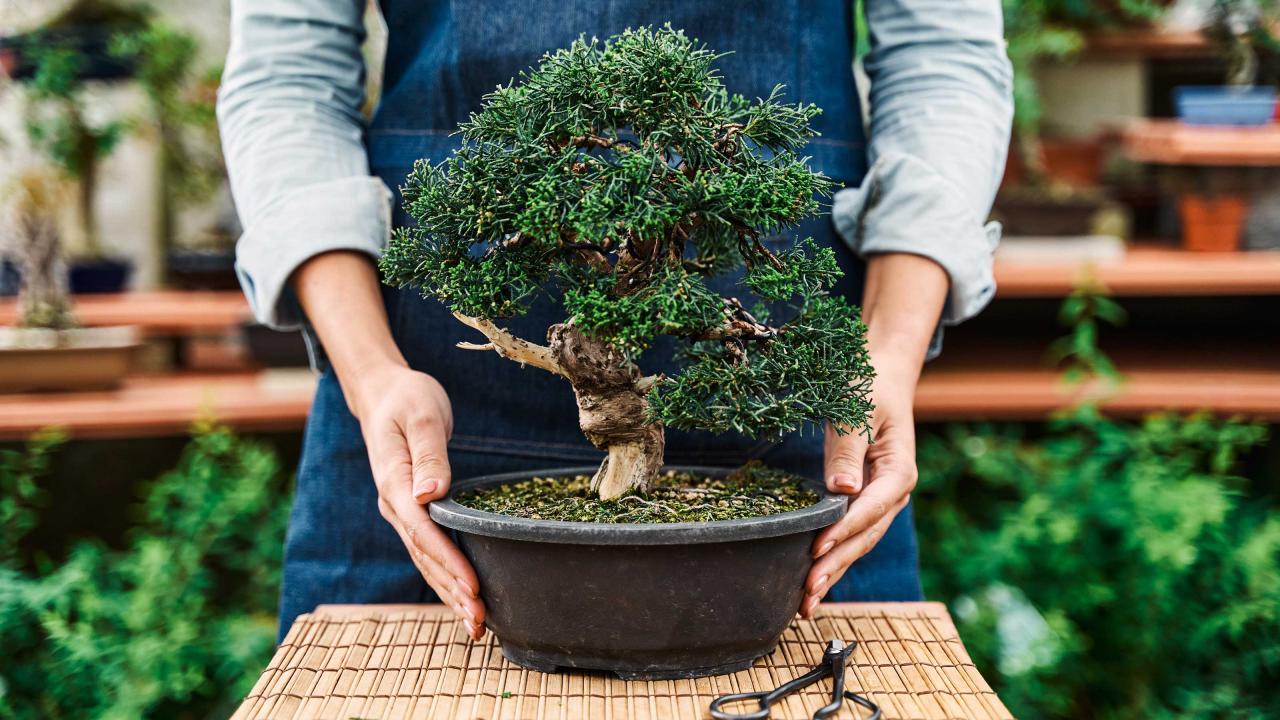 The Top 10 Bonsai Care Tips You Should Know