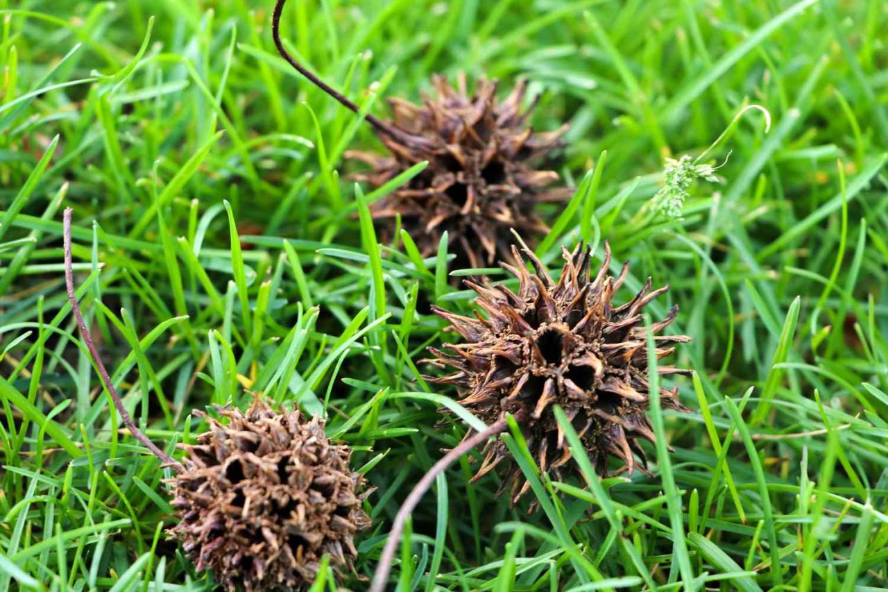 Why Spiky Seeds Are Taking the Gardening World by Storm