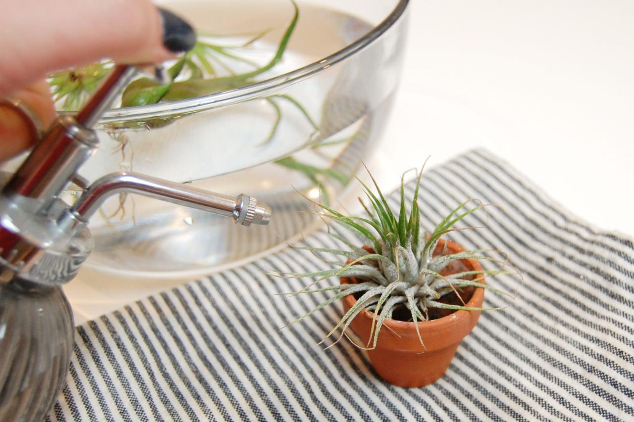 How to Water Air Plants on a Busy Schedule