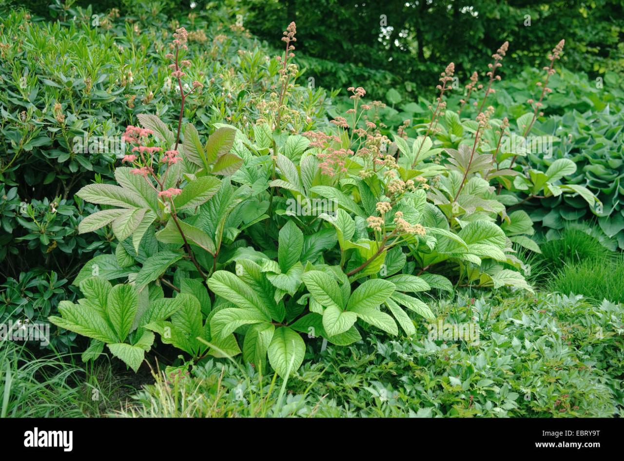 Transform Your Space with These Stunning Rodgers Plant Varieties