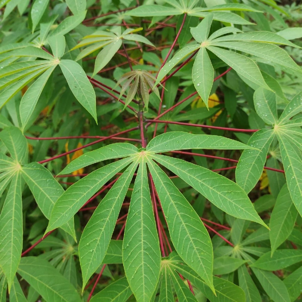 Grow Cassava Leaf Successfully: Tips for a Healthy Crop