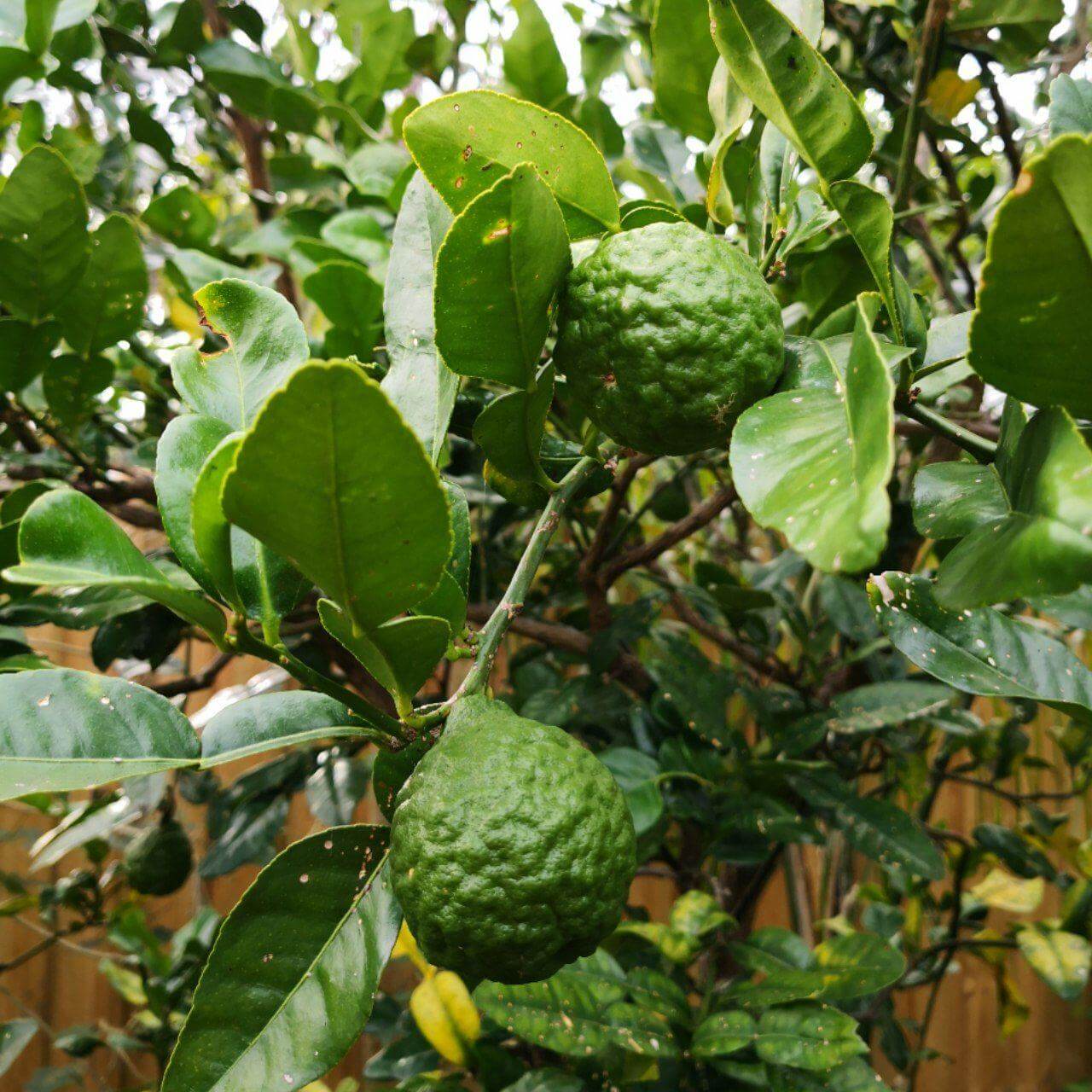 Kaffir Lime Leaf: The Ultimate Cooking Guide