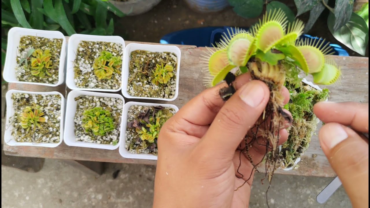 Venus Fly Trap Propagation Doesnt Have to Be Hard – Learn How!