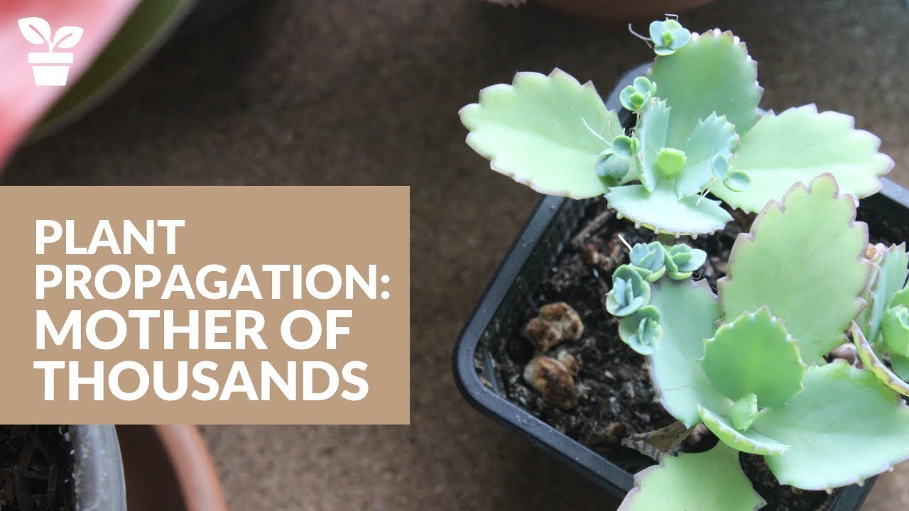 Propagate Mother of Thousands: Expand Your Plant Collection