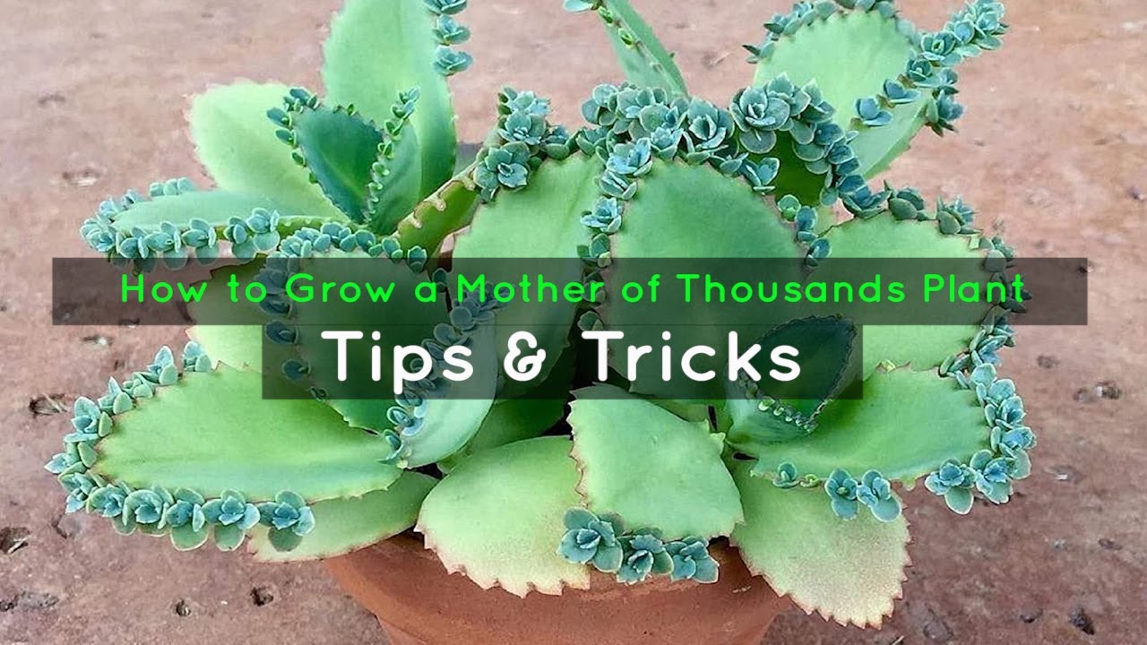 How to Efficiently Propagate Mother of Thousands and Grow Your Collection