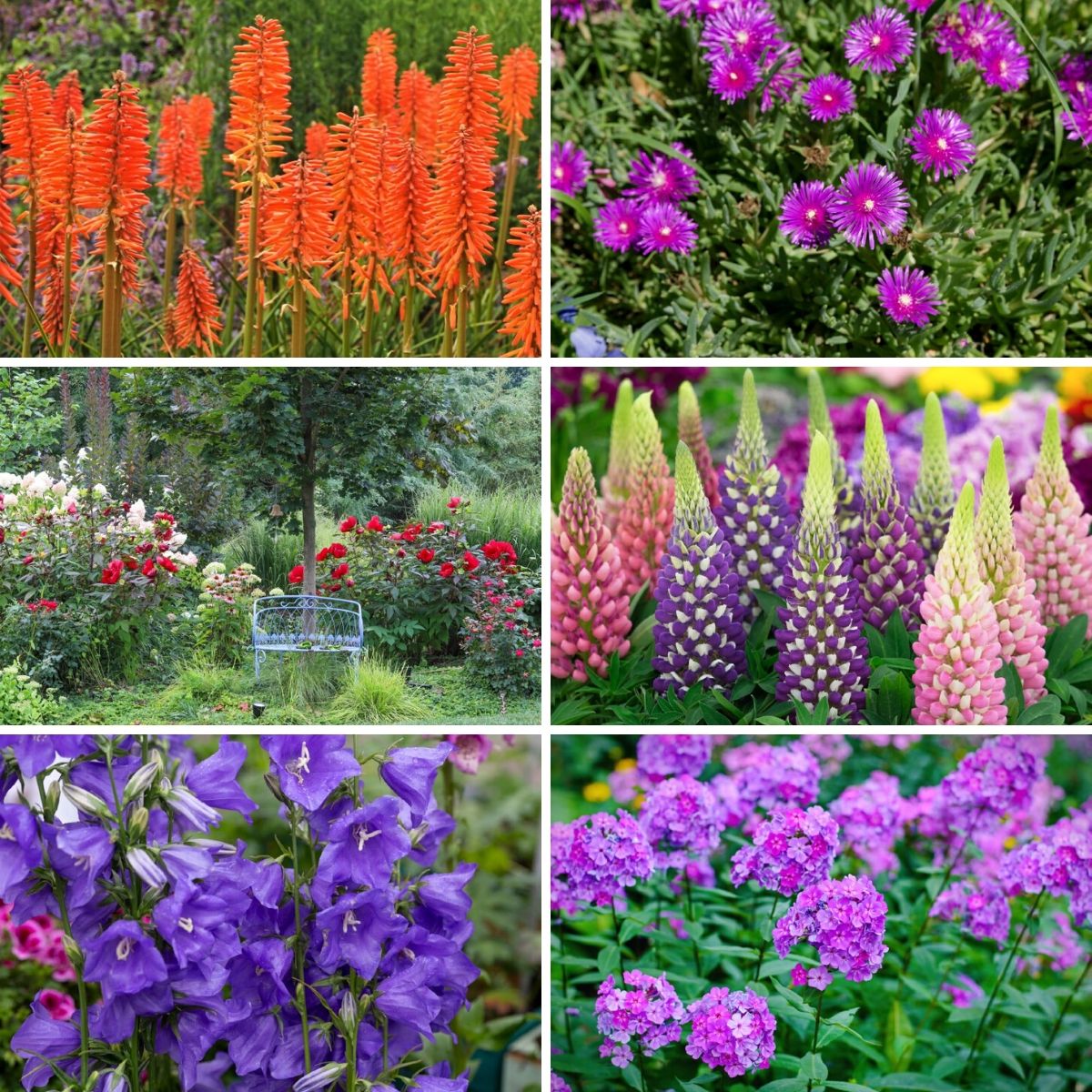 Best Bulbs To Plant In Fall For Long-Lasting Spring Blooms