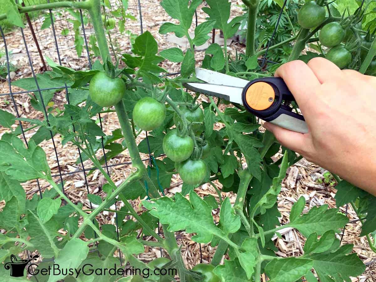 How to Prune Hanging Plants for Maximum Growth