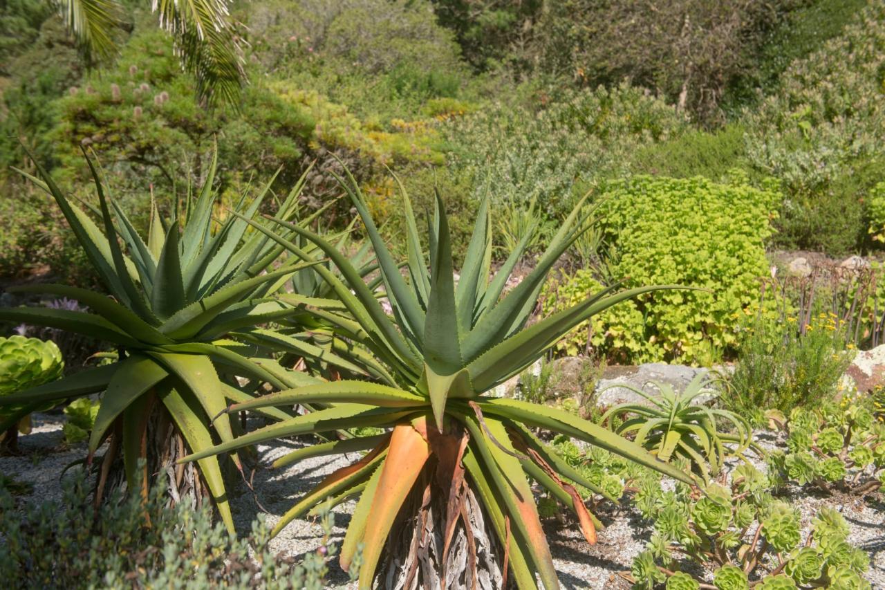 Why Spiky Seeds Are Taking the Gardening World by Storm