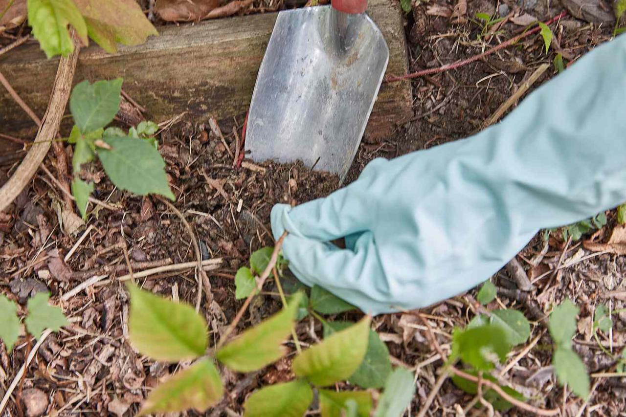 Best Techniques for Safely Removing Poison Ivy from Garden Pathways